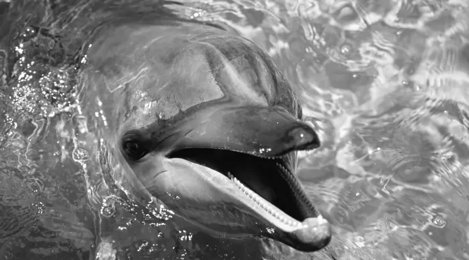 Novo MySQL 8.0 lançado!
